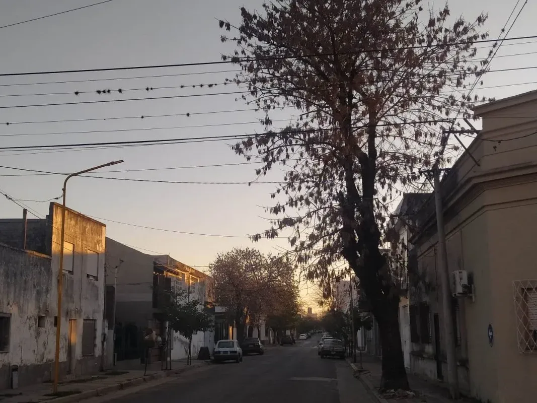 Este lunes comenzará una poda general sobre calle 3 de Caballería