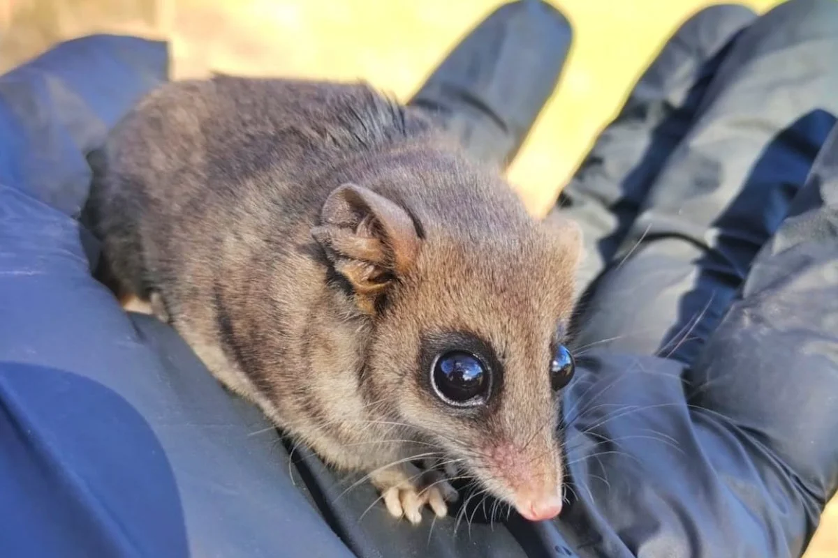 Encontraron una comadreja enana y la liberaron en la Reserva Las Piedras