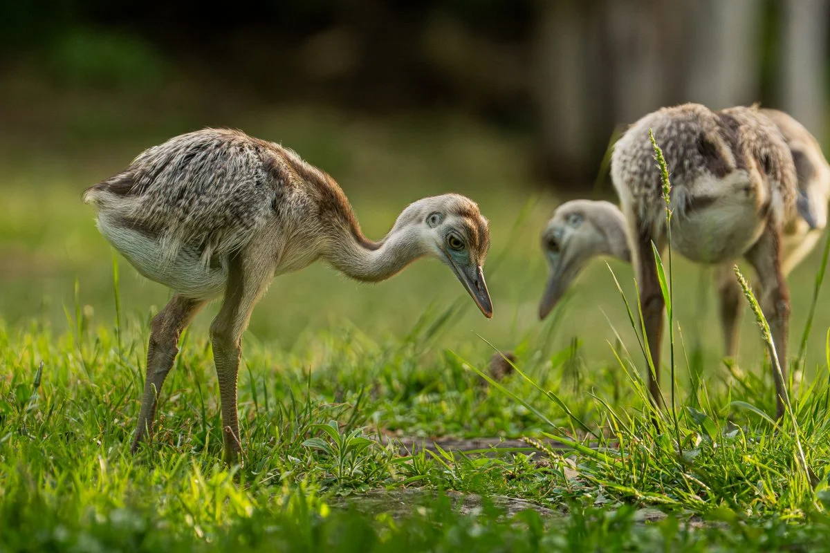 Ambiente advierte sobre el tráfico ilegal de fauna silvestre y llama a denunciar a quién lleve a cabo este delito