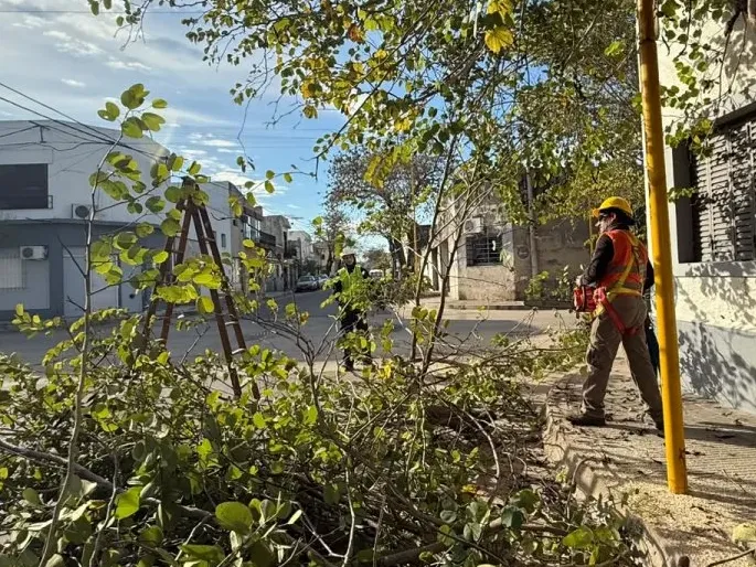 Este miércoles comenzarán a podar los árboles del macrocentro desde Gervasio Méndez y Montevideo